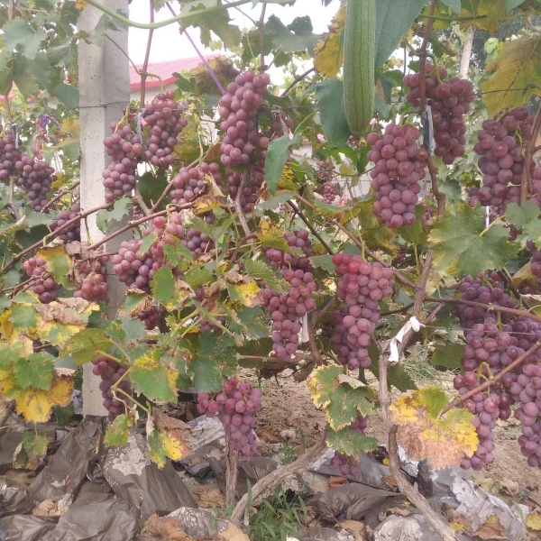 永清巨峰葡萄大量成熟