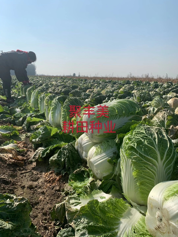 韩国进口黄芯白菜种子聚丰美在江苏上市