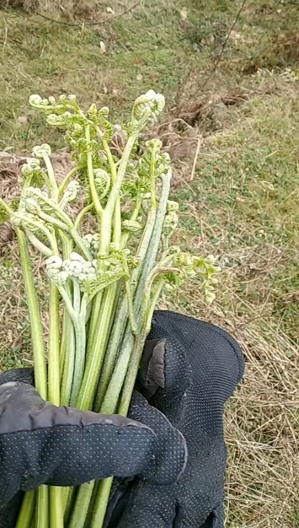 贵州毕节高寒地区蕨菜