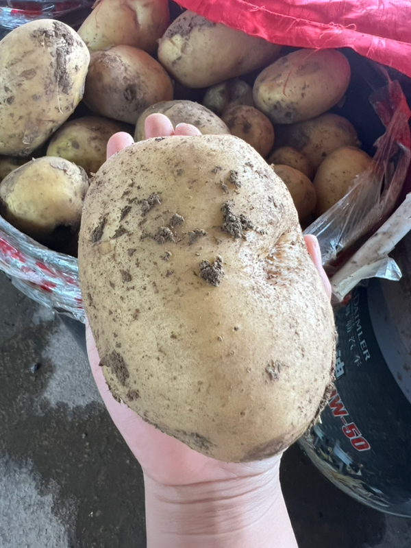 全是大地种植土豆