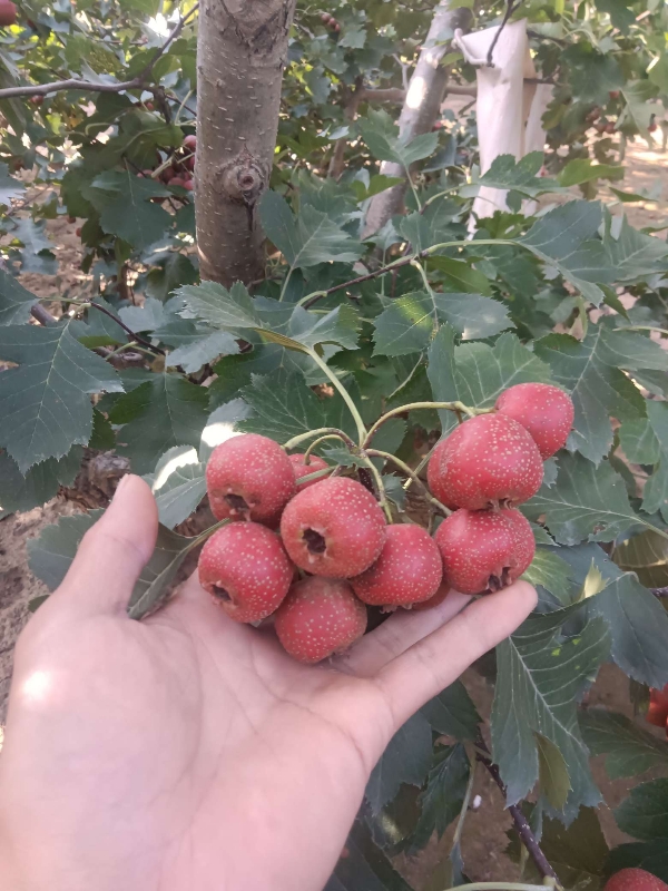 清河县万亩山楂种植基地直供大金星