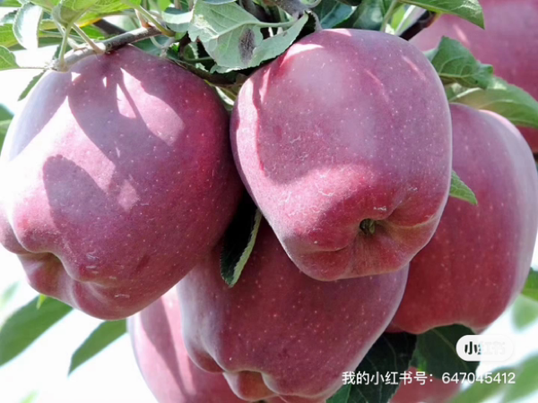 天水花牛苹果🍎🍎产地直销1.2-3元/斤