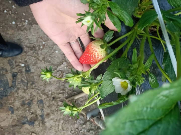 泰安 草莓苗，现货供应！需要联系！