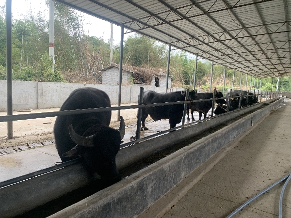 广东茂名，大量水牛提供，价格优惠