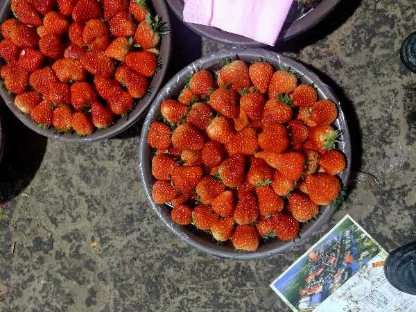长丰红颜草莓张兴安专业代办收草莓的老板可以联系我