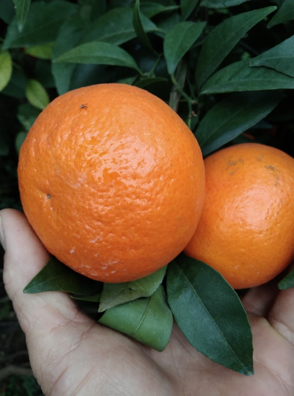 广西象州，砂糖橘沃柑大量上市，