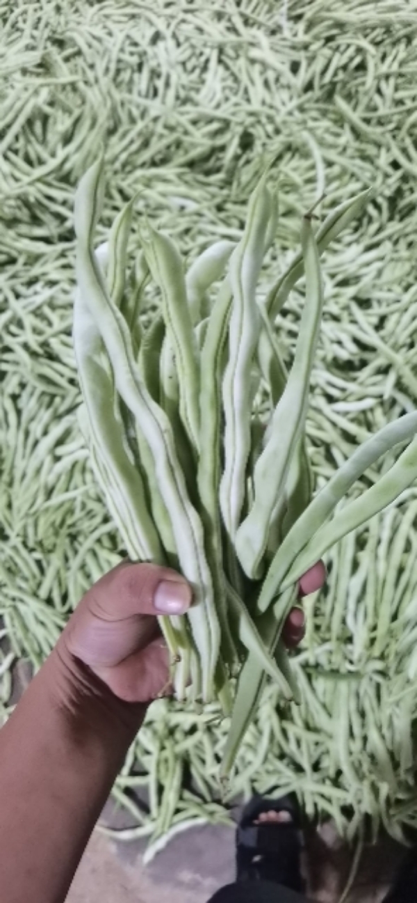 云南保山露地种植各类蔬菜，、豆角，产地上市