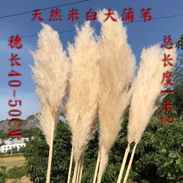 芦苇干花客厅插花轻奢高档摆件大穗蒲苇装饰