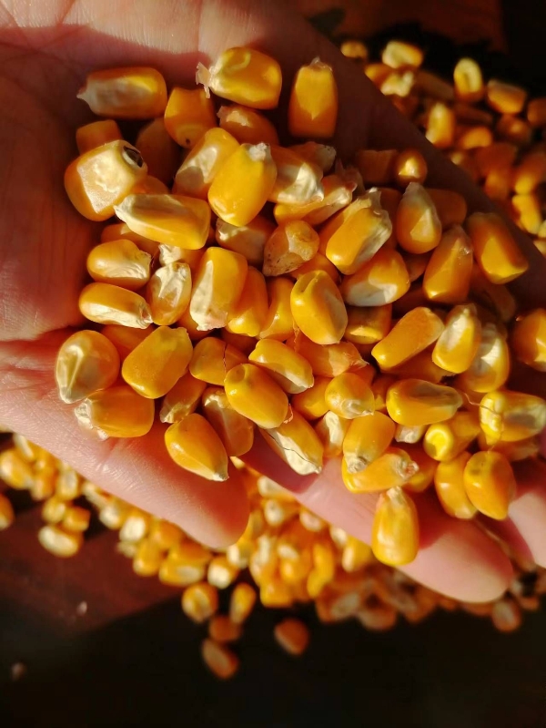 黑龙江玉米自然干大颗粒容重高免费装车水份14以内
