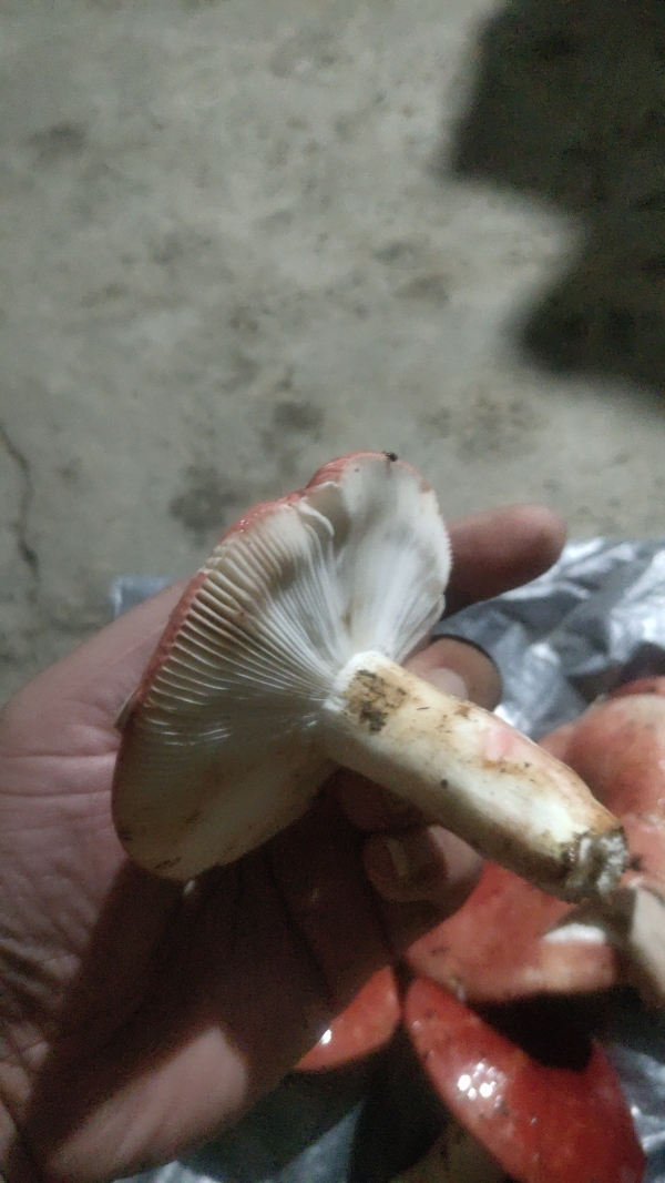 广西横县红蘑菇