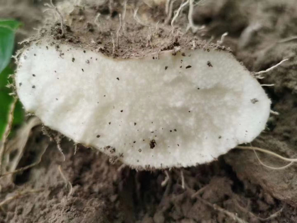 文成特产 山药 糯米山药 白薯