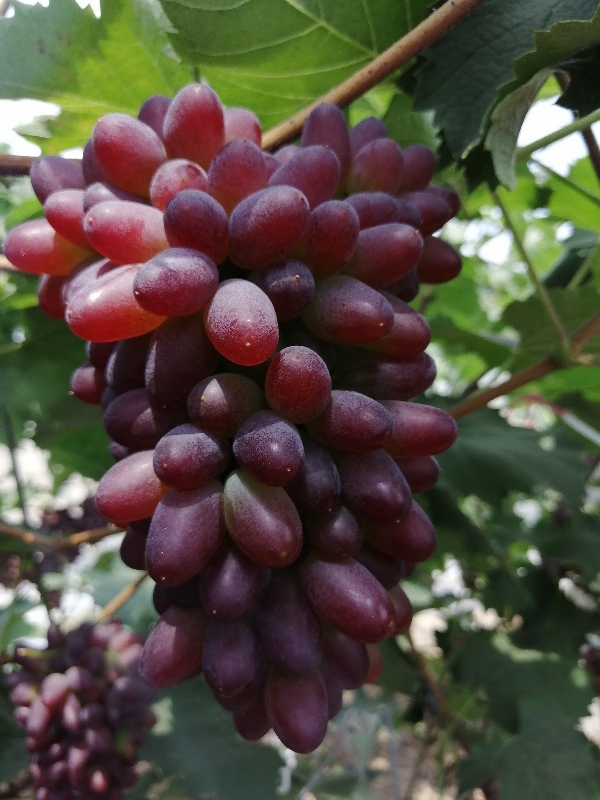 辽宁凌海茉莉香着色香郁金香葡萄五月份大量上市