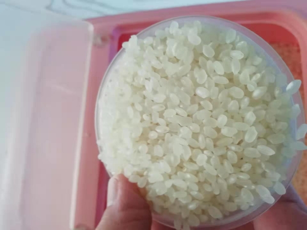 珍珠米长粒香