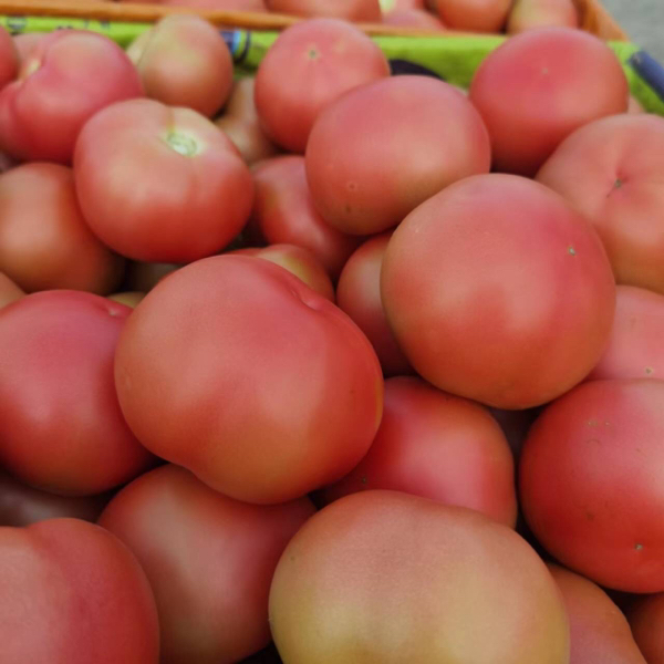 吉林省西红柿大量上市产地直发