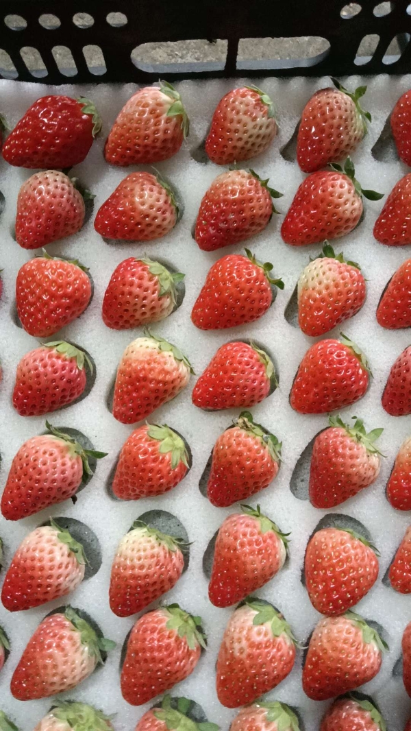 安徽北部大棚反季节种植草莓。品相好，量大，
