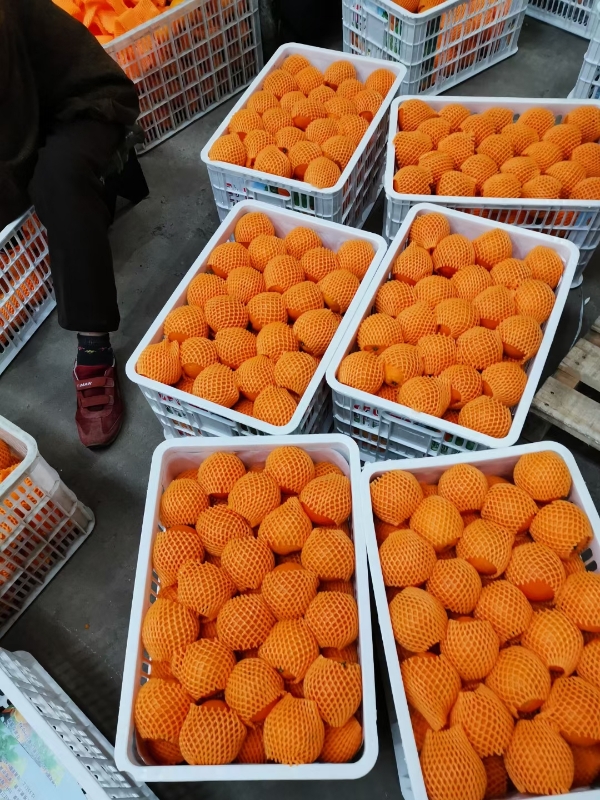 九月红果冻橙 纽荷尔 长虹中华红血橙产地大量供应