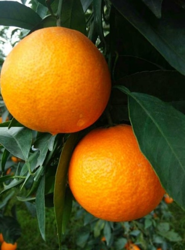 爱媛38号柑橘 日本爱媛早熟杂柑系列品种 红美人