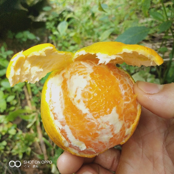 广西桂林橙子，夏橙，皮细，汁多，不干水大橙子🍊