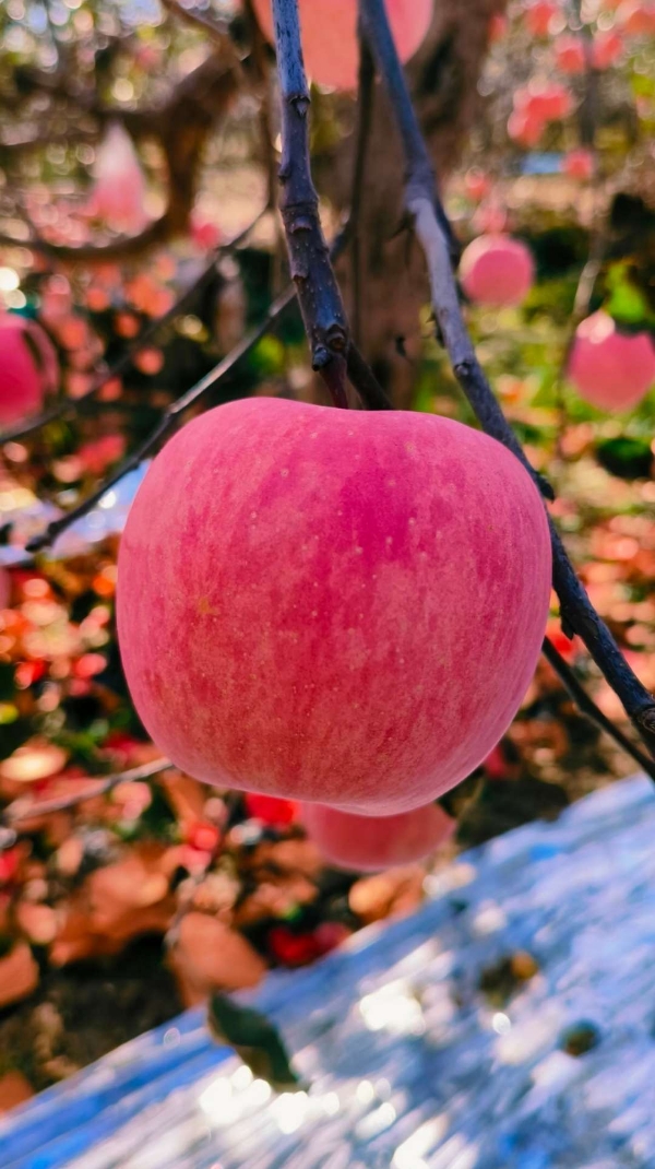 陕西洛川红富士苹果颜色好口感脆含糖量高