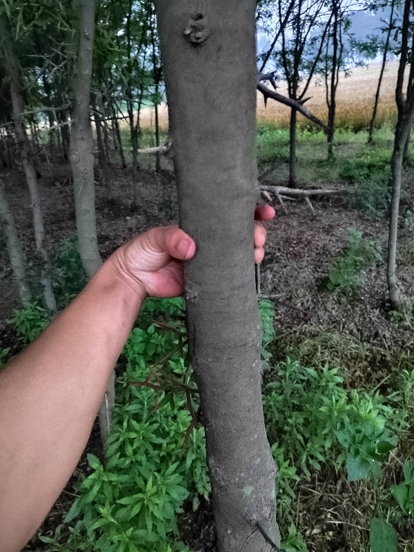 苗木大刺皂角树