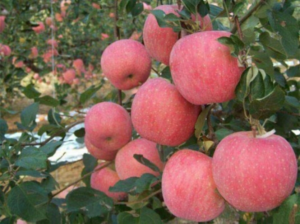 山东苹果产地 红富士苹果价格 水晶红富士苹果批发