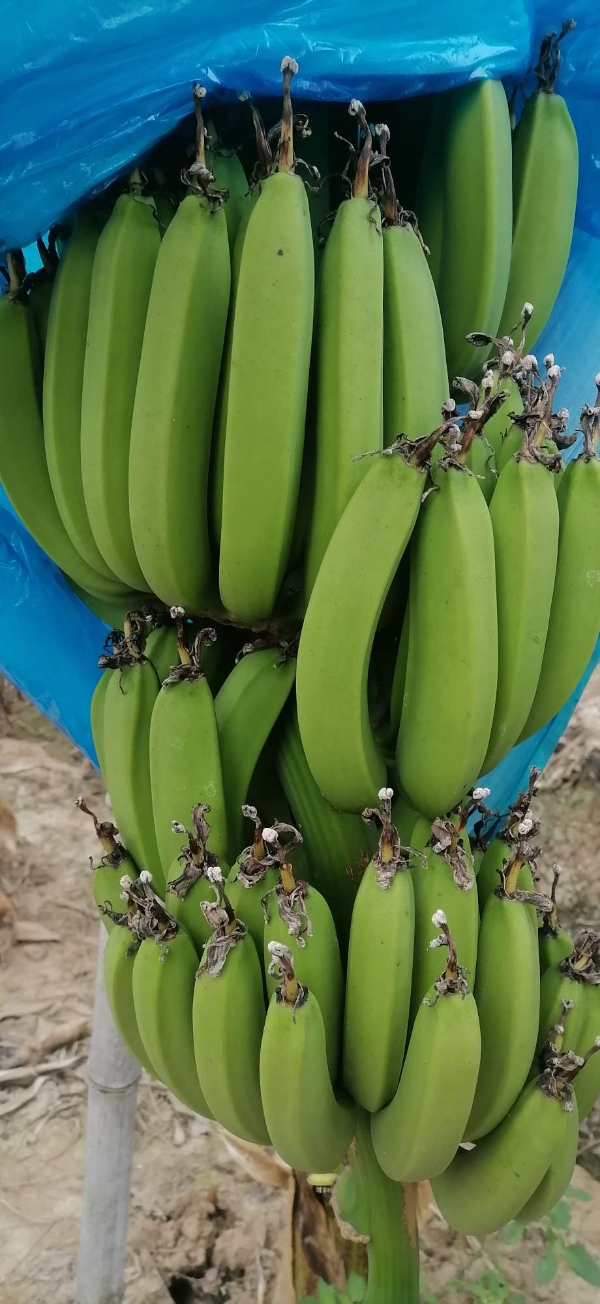 珠海市，香蕉