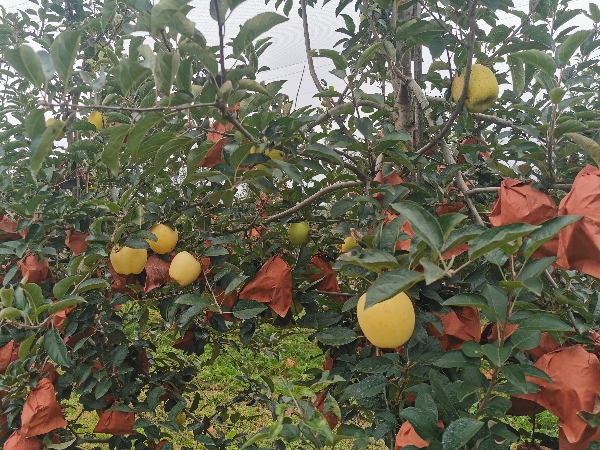 山东威海山地种植黄金维纳斯苹果