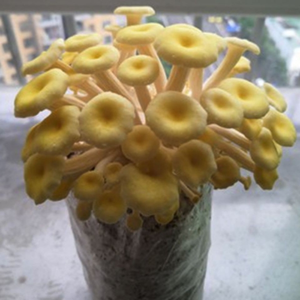 榆黄磨黄金菇黄平菇一级试管母种原种栽培种