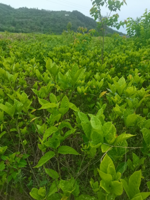 栀子花