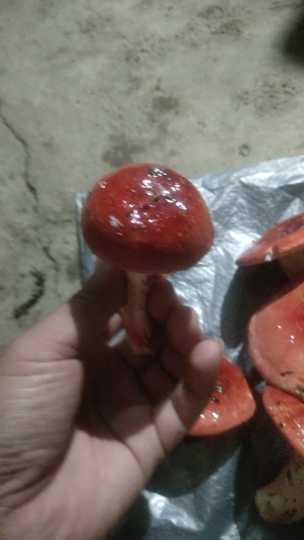 广西横县红蘑菇