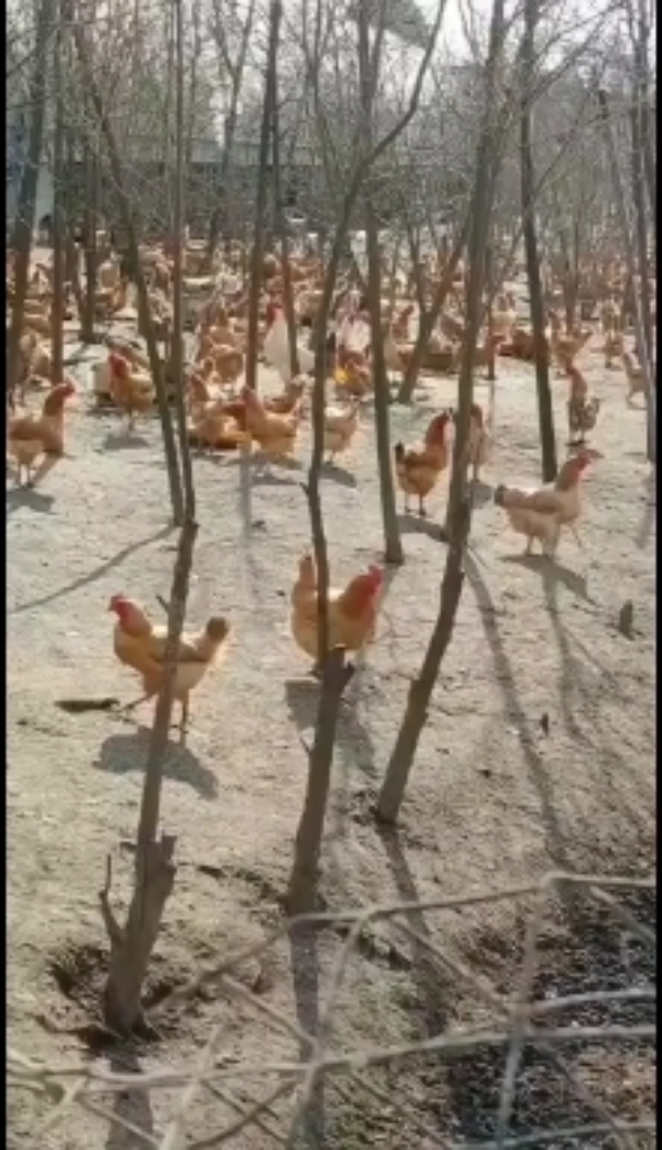 散养土鸡 苏禽 均重3.2斤 树林放养