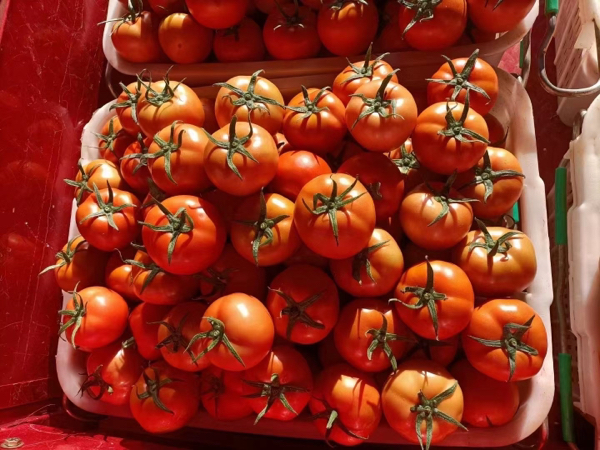 大红西红柿 直供电商档口超市现摘现发 质量保证