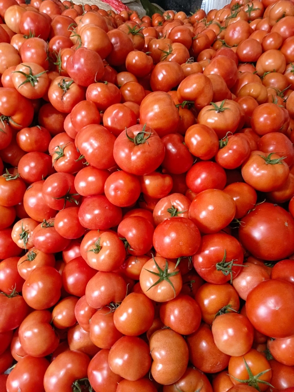 大棚西红柿产地一手货源价格便宜质量保证支持全国代发