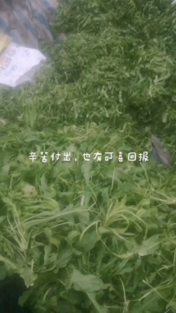 沛县仿自然种植大叶荠菜，无任何农药残留