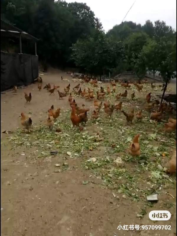 湖北襄阳土鸡蛋绿壳蛋粉壳蛋正宗走地鸡