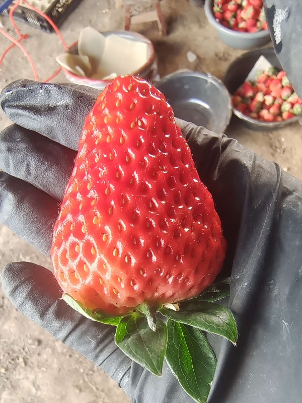 泗县红颜草莓商超品质保证 当天现采现发稳定长期供货