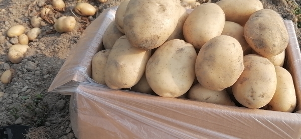 大量供应云南土豆… 马铃薯产地直销《精品洋溢》