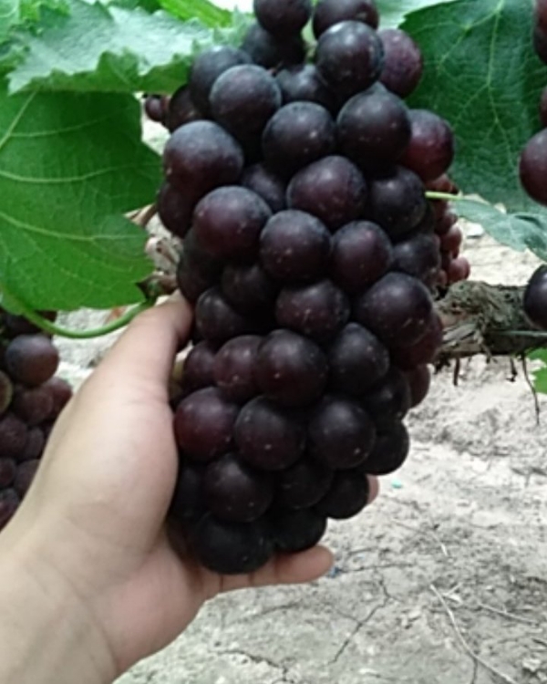 安徽夏黑葡萄大批发，刚开园果量充足，果粒饱满无色差