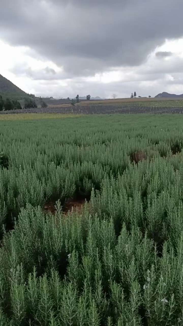 自家种植一年四季出售迷迭香，中间不断货