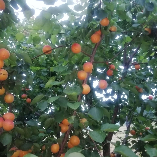 丰园红蜜杏