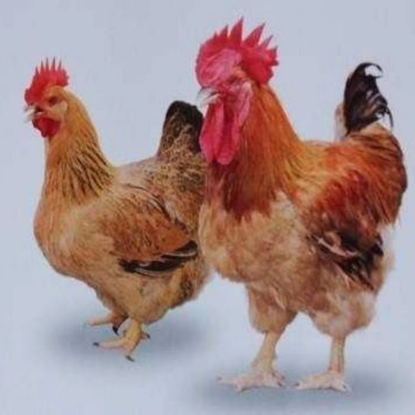 西安禽苗孵化厂长期批发蛋鸡，土杂鸡童鸡苗，
