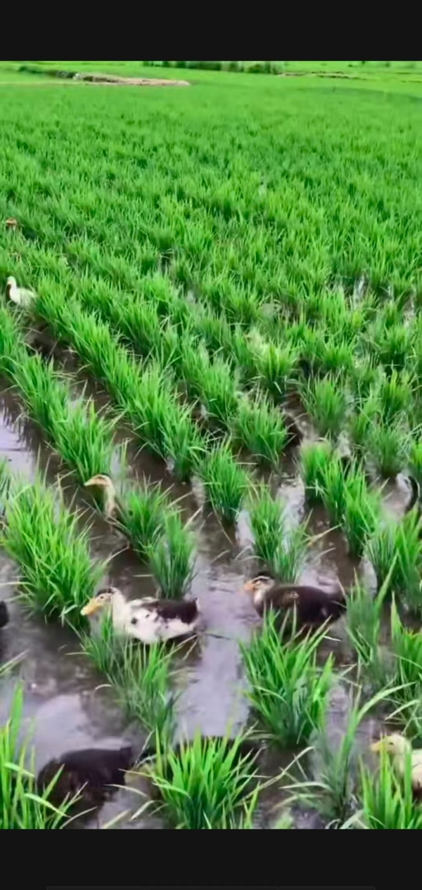 五常稻花香，产地直发，鸭田稻锁鲜米，现磨现卖