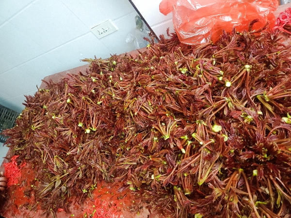 四川大竹红油香椿芽万亩优质货源产区保质保量。