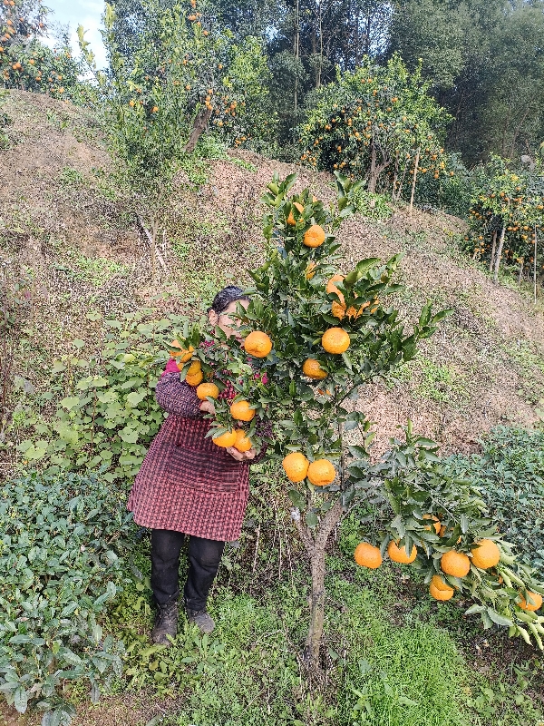 散户种植爱媛