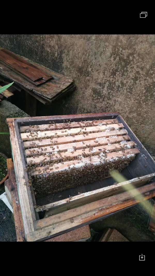 龙岩武平县武夷山脉原生态蜂蜜