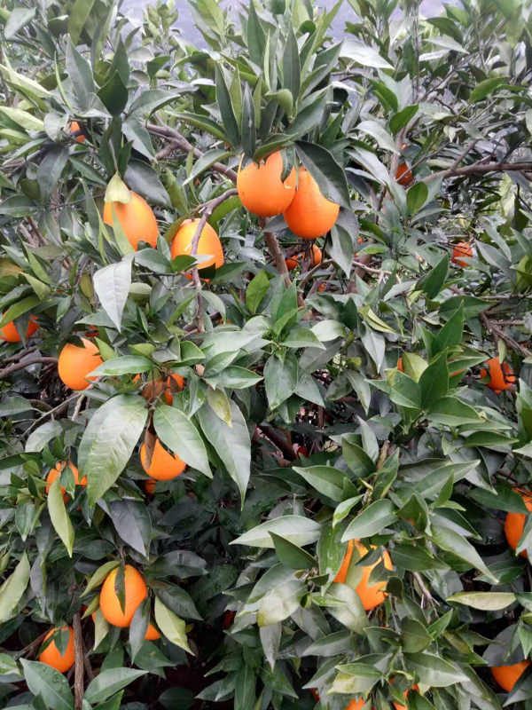 重庆奉节脐橙产地树上采摘鲜果