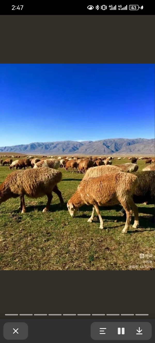 新疆阿勒泰地区，绵羊肉，土牛肉