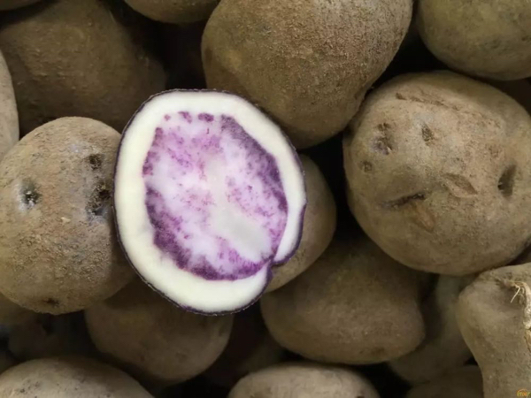 乌洋芋（又名黑土豆/紫土豆)富含花青素、多酚