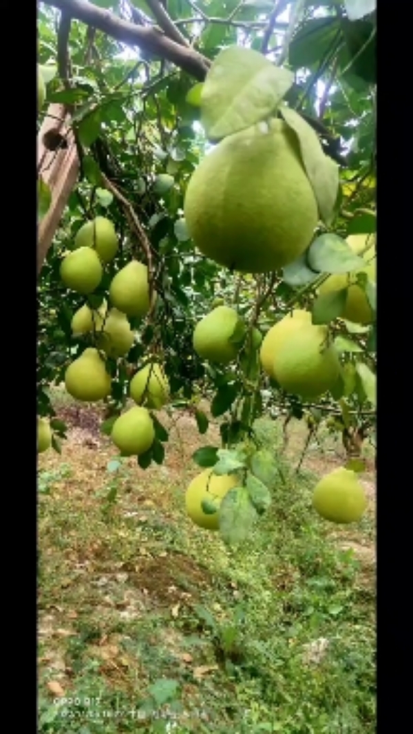 柚子农场特产