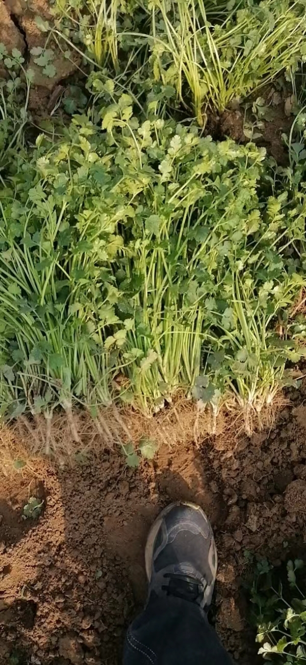 齐鲁弘源优质香菜
充足货源、绿色蔬菜